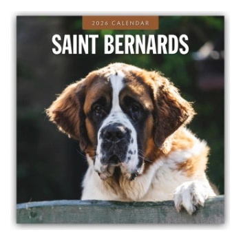 Browntrout Verlags GmbH Saint Bernards - Bernhardiner 2026 - 16-Monatskalender