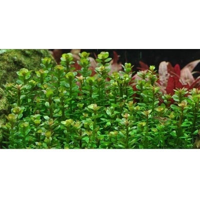Rotala Bonsai