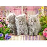 Castorland - Puzzle Gray kittens - 300 piese