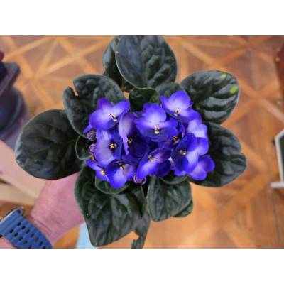 PlantBros flower Africká fialka-Saintpaulia ionantha Farba: Modrá