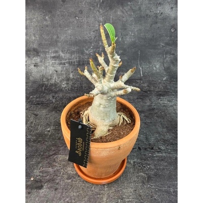 Adenium Ansu v terakotě XXL (baobab, který miluje přímé slunko a nádherně kvete)
