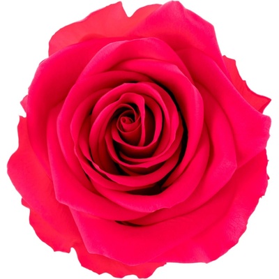Hlavy ruží - premium 4 ks Dark pink - tmavo ružová