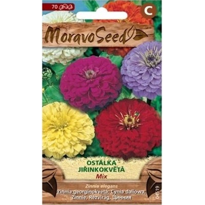 Semínka MoravoSeed Ostálka lepá jiřinkokvětá, směs 04519