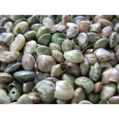 Tica Global affairs Mušle Button shell 100 g
