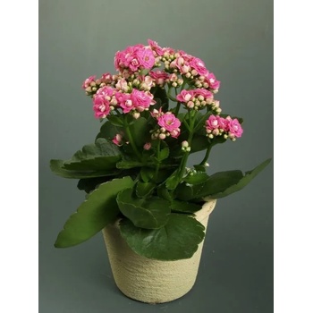 Image 1 of КАЛАНХОЕ