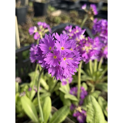Primula denticulata LILAC - prvosenka zoubkatá, primulka
