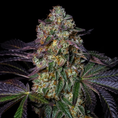 Pure Instinto Kushmallow semena neobsahjí THC 3 ks