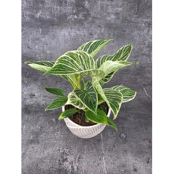 Philodendron White Wave