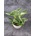 Philodendron White Wave