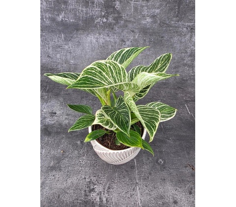 Philodendron White Wave