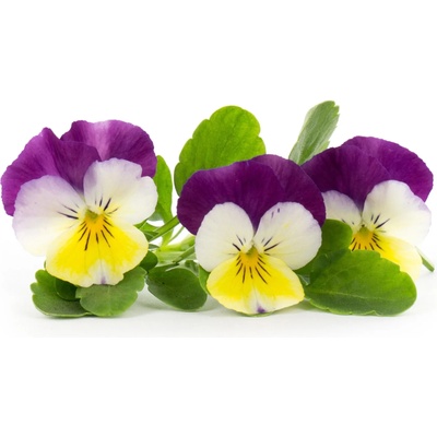 VÉritable (Франция) Пълнител (лингот) Pansy Organic за настолна градина Véritable® - трицветна теменужка (VLIN-F5-Pen012)