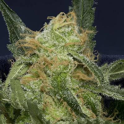 Don Avalanche Seeds Don Gorilla Glue Auto semienka neobsahujú THC 5 ks