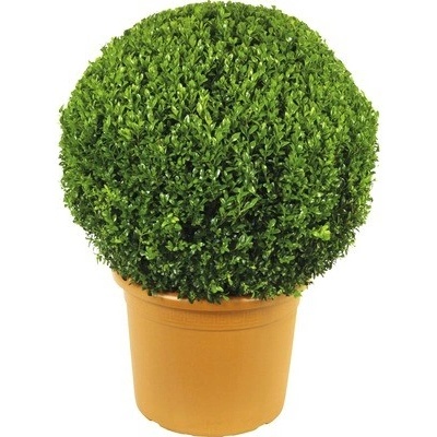 Zimostráz FloraSelf Buxus sempervirens průměr cca 50 cm květináč 15 l