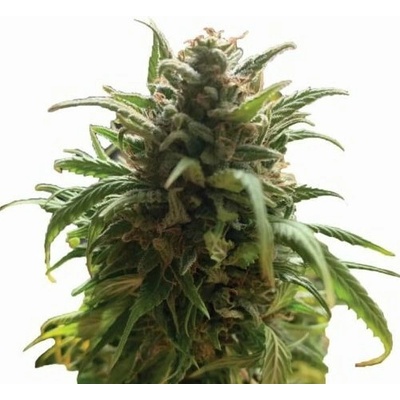 Nirvana Blue Dream regular semienka neobsahujú THC 10 ks