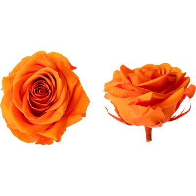 Hlavy ruží - premium 4 ks Orange - oranžová