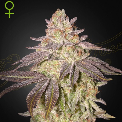 Green House Seed Black Toffee Auto semienka neobsahujú THC 3 + 3 ks
