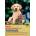 Bach Flower Remedies For Animals | Stefan Ball