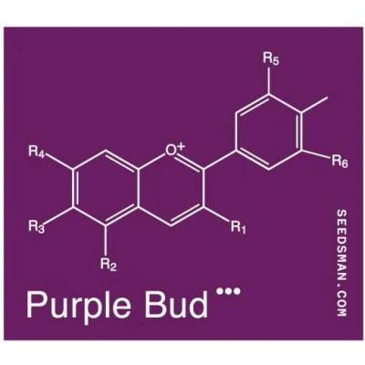 Seedsman Purple Bud regular semena neobsahují THC 10 ks