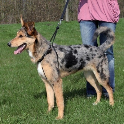 Trixie Postroj proti ťahaniu Easy Walk