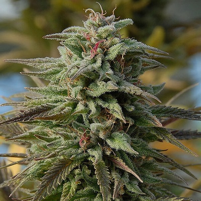 Big Head Seeds Trippy Gorilla Auto semienka neobsahujú THC 10 ks