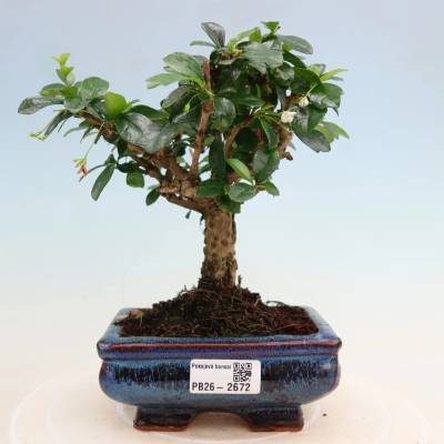e-bonsai Pokojová bonsai - Carmona macrophylla - Čaj fuki