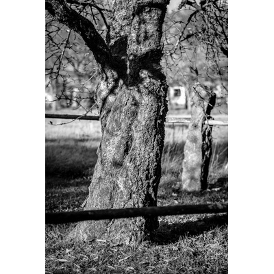 Fotografia - Strom v záhrade na jeseň