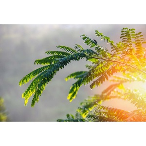 DIMEX ART Флизелинов фототапет сутрешно слънце 375 x 250 см