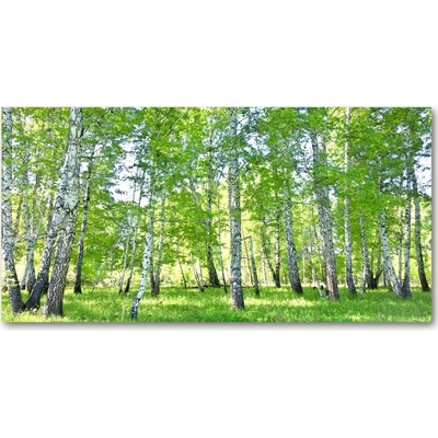 Foto-obraz fotografie na skle brezy 100x50 cm