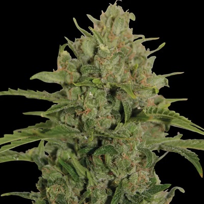 Barney's Farm Triple Cheese semienka neobsahujú THC 10 ks
