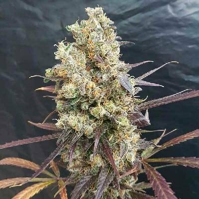 Freedom Of Seeds Diesel Devil AUTO semena neobsahují THC 3 ks