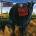 Blink 182 - Dude Ranch CD