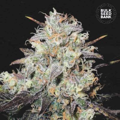 Bulk Seed Bank AUTO Cocopopo semena neobsahují THC 10 ks