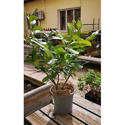 S Prunus laurocerasus Rotundifolia bobkovišeň lékařská 80cm/2 NL, živá rostlina