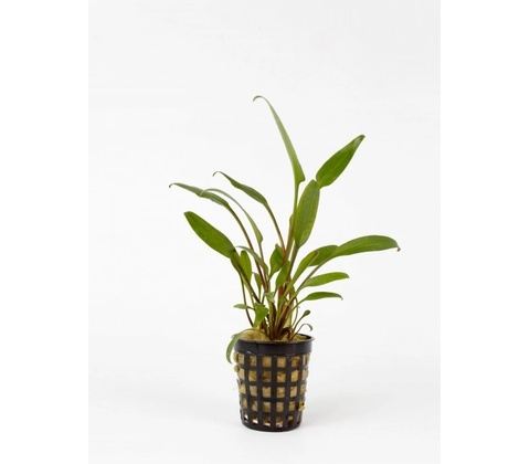 Cryptocoryne Lucens