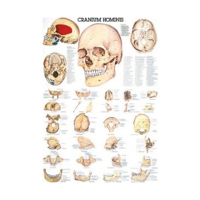 Rüdiger-Anatomie Naučný plakát Lidská lebka
