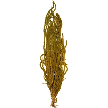 Amaranthus