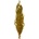Amaranthus