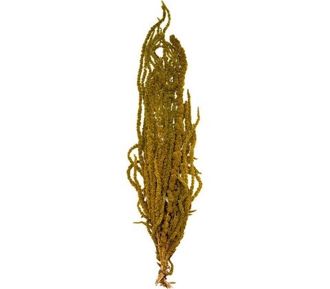 Amaranthus