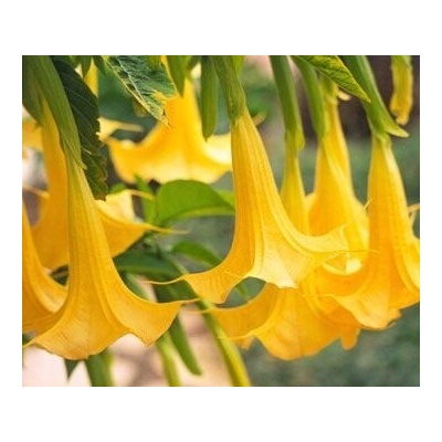 BIELA DATURA ŽLTÁ ANJELSKÉ TRÚBKY BRUGMANSIA