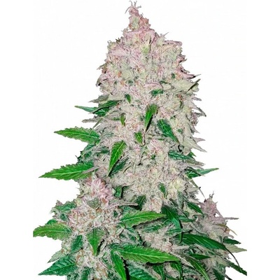Fastbuds Stardawg Auto semienka neobsahujú THC 100 ks