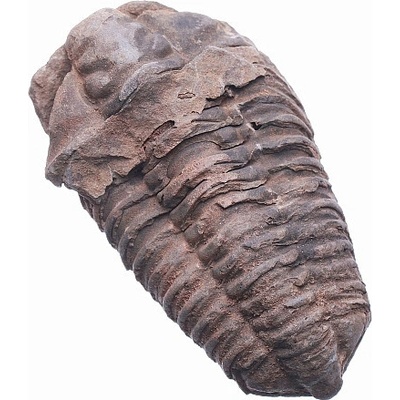 Nefertitis Trilobit NF819 - cca 7 a více cm