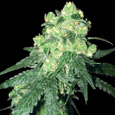 White Label Rhino regular semena neobsahují THC 10 ks