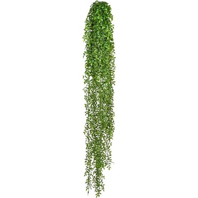 Ruscus popínavá rastlina, 160cm