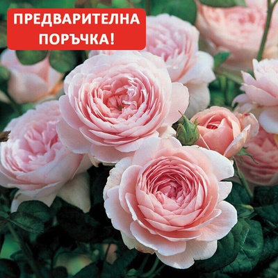 David Austin® Роза Queen of Sweden® - (David Austin®)