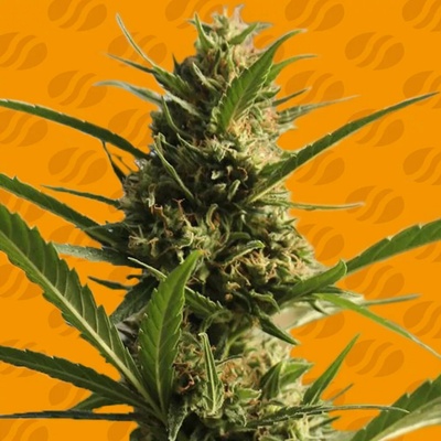 Original Sensible Seeds Cannaboom CBD semienka neobsahujú THC 50 ks