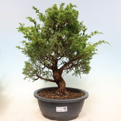 e-bonsai Venkovní bonsai - Juniperus chinensis Itoigawa-Jalovec čínský