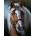 Norimpex - Puzzle Diamant painting: Portrait of a horse - 1 - 39 piese
