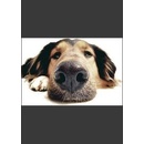 My Dog