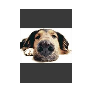 My Dog
