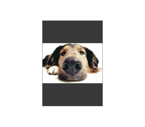 My Dog